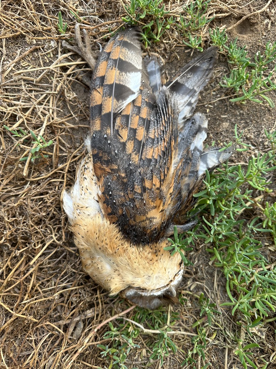 A dawn foray to Mindelo Water Treatment works today produced 1-2 Laughing Doves (still rare in Cape Verde) including a singing/displaying bird plus a crazily pallid Collared Dove. Black Heron & Yellow-billed Egret added a Sub-Saharan feel. Sad to find a recently dead CV Barn owl