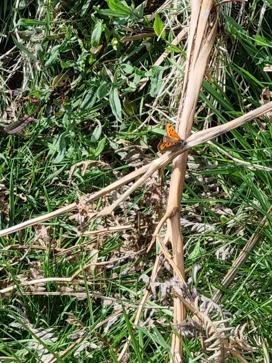 David Dowding tweet media