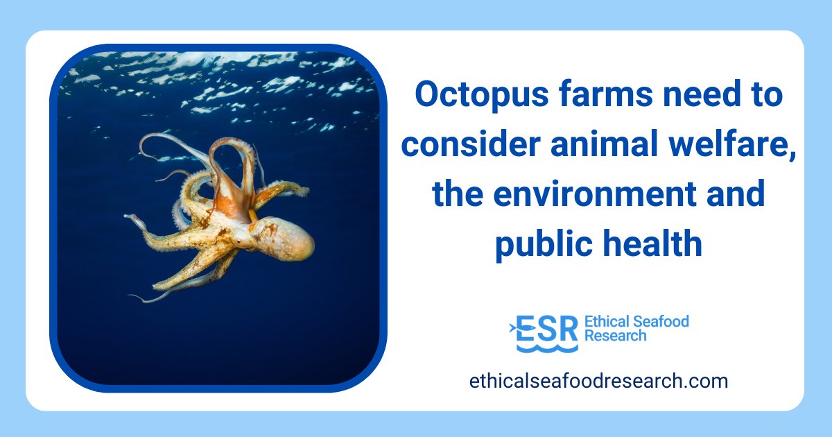 SeafoodResearch's tweet photo. New evidence sheds light on the risks of @PescanovaCorp’s octopus farm plans in the Canary Islands. There are genuine concerns about octopus welfare, the environment and public health.

#Octopus #AnimalWelfare #OctopusFarm #OctopusWelfare #OctopusFarming https://t.co/b8mlrW3Z31