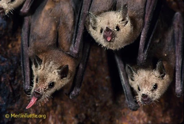 It’s bat appreciation day! Over 500 plants around the world rely on bats as their major or exclusive pollinator- including agave, bananas, mango, and guava. So let’s take a moment and appreciate these important pollinators who are just ✨covered✨ in pollen. 🧵