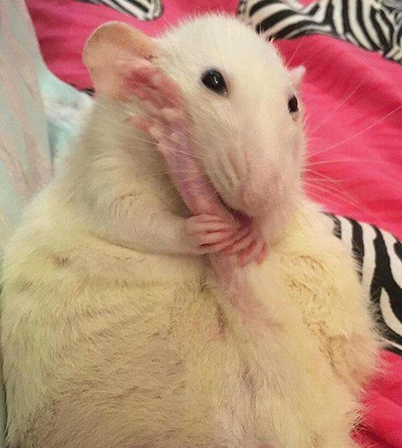 venuslovesrats's tweet photo. who up chewing their extremities https://t.co/hOL54t9sWW