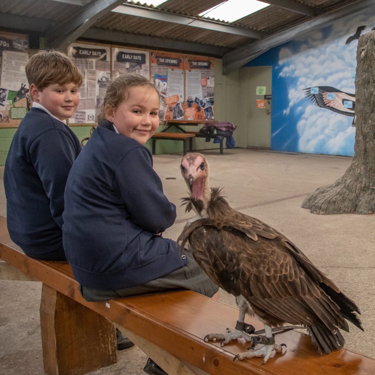 📣🌟🪶 Teachers - get ready for the Flight of Africa! This programme is all about vultures and conservation efforts out in Africa 💚 🚌 Elevate your school's next trip beyond spotting lions and giraffes and soar into the fascinating world of vultures: brnw.ch/21wIUNG