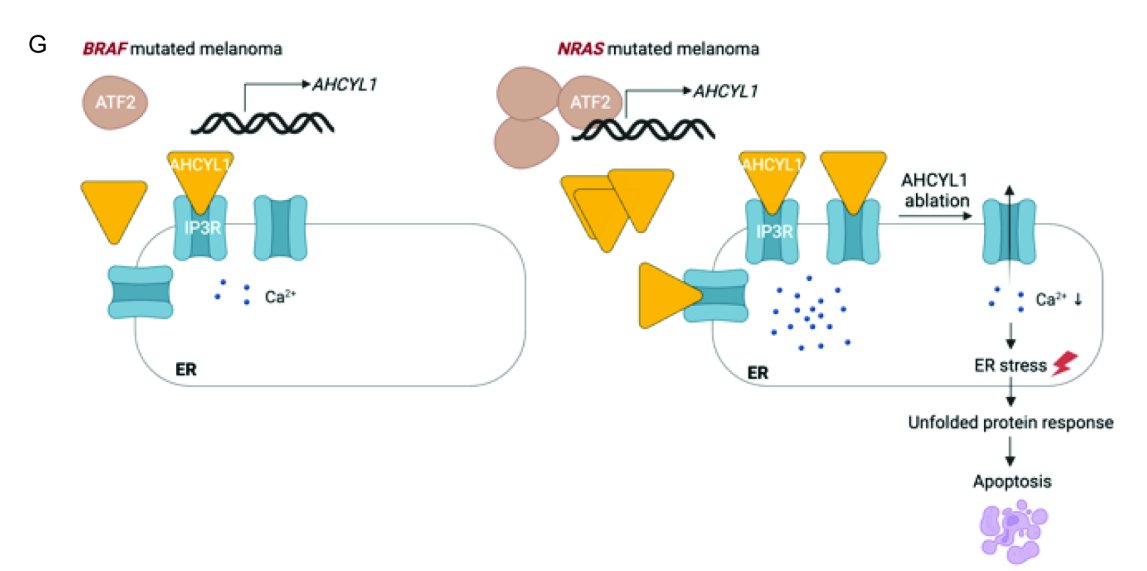 Read the latest article from the April issue— NRAS Mutant Dictates AHCYL1-Governed ER Calcium #Homeostasis for #Melanoma Tumor Growth, by @ChufanC et al. bit.ly/3Jnsjo5 @UChicago @UChicagoCCB