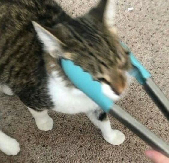 buen lindo que tengan día miércoles