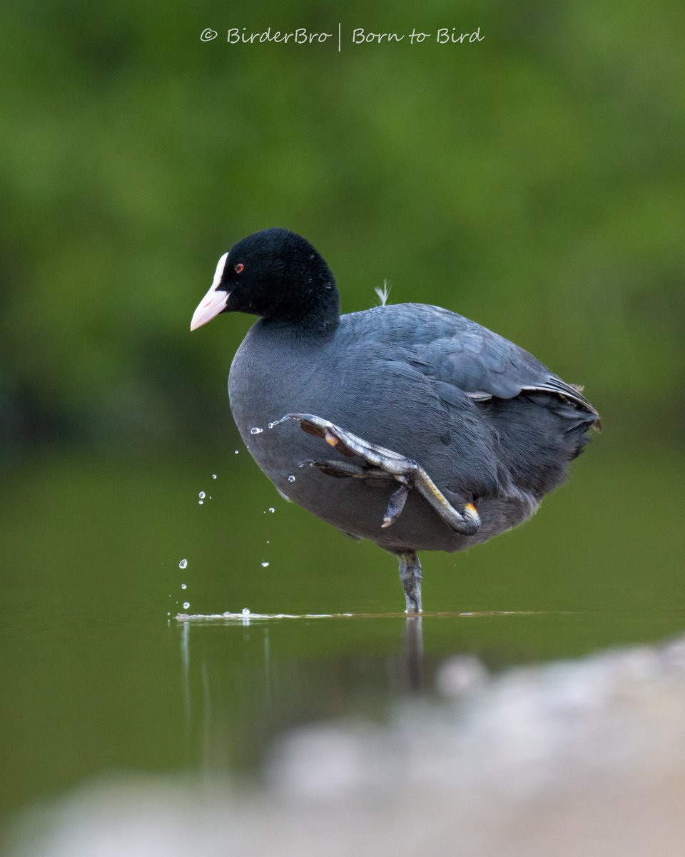 Hi-5⃣ from Cory the Coot 🫸🫷
Wait, or is it hi-4⃣...🤔?
😉😆😎

#birds 
  #birding
    #BirdWatcher 
       #BirdsOfTwitter 
         #birdphotography 
           #NaturePhotography 
               #BirdsSeenIn2024 🇩🇪
                 #BBCWildlifePOTD