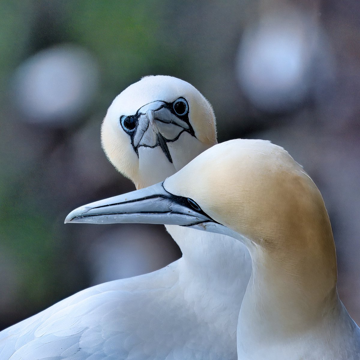 jim___frost's tweet photo. @RSPBScotland @_bto Interesting to see this pair of Northern Gannets at Troup Head today. Notice that they both have black irises, instead of the normal blue, which are thought to be as a result of surviving avian flu #Aberdeenshire #Scotland #NorthernGannet #AvianFlu https://t.co/dGBjuMX7VY