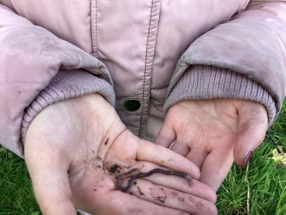 More fun finding minibeasts in the wooded area in school with Year 4. @EcoSchoolsWales #nature #Science