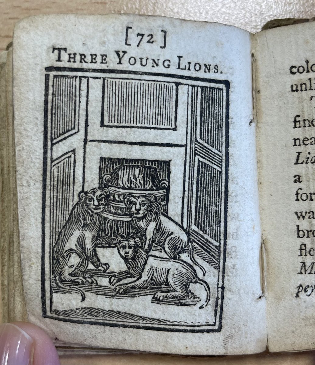 Finding a baboon outside my office reminded me of this image from Borman’s guidebook to ⁦@TowerOfLondon⁩ in ⁦@Royal_Armouries⁩ collection. Imagine having 3 young lions from the Tower menagerie sitting round your fireplace!