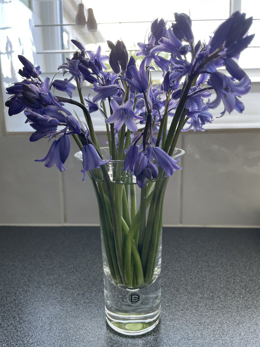 A tale of 2 #EnglishBluebells (allegedly) 1st picture of arched stems &amp; intense blue flowers of a true native bluebell, from expert local #Wildflower #Nursery <a href="/CelticWildflow1/">Celtic Wildflowers</a>. 2nd is from bulbs from a major on-line supplier, picked to prevent cross pollination. Motto #BuyLocal!