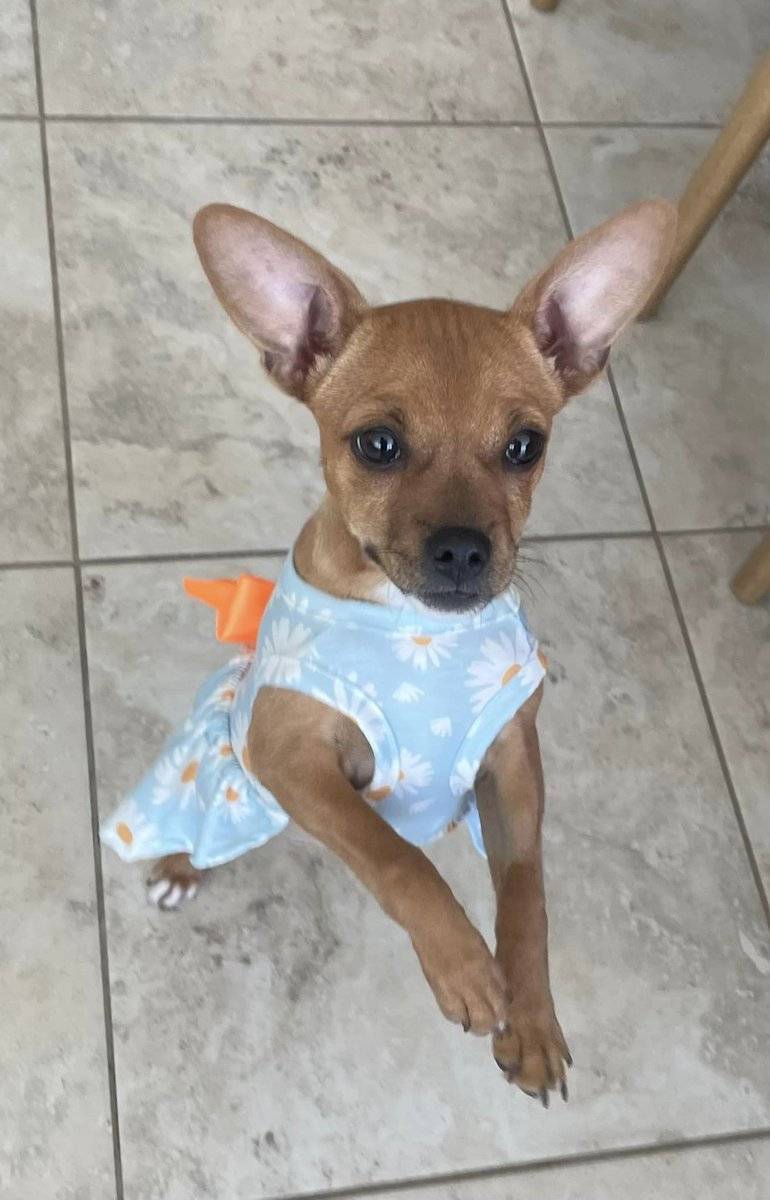⭐Available Now⭐
Sweet Penny won best dressed at her foster family’s Easter celebration this past Sunday! 
If you want to meet her,  please fill out an application: 
itsiebitsierescue.org/adoptions/
#adoptdontshop #puppies #sacramento #greatersacramento