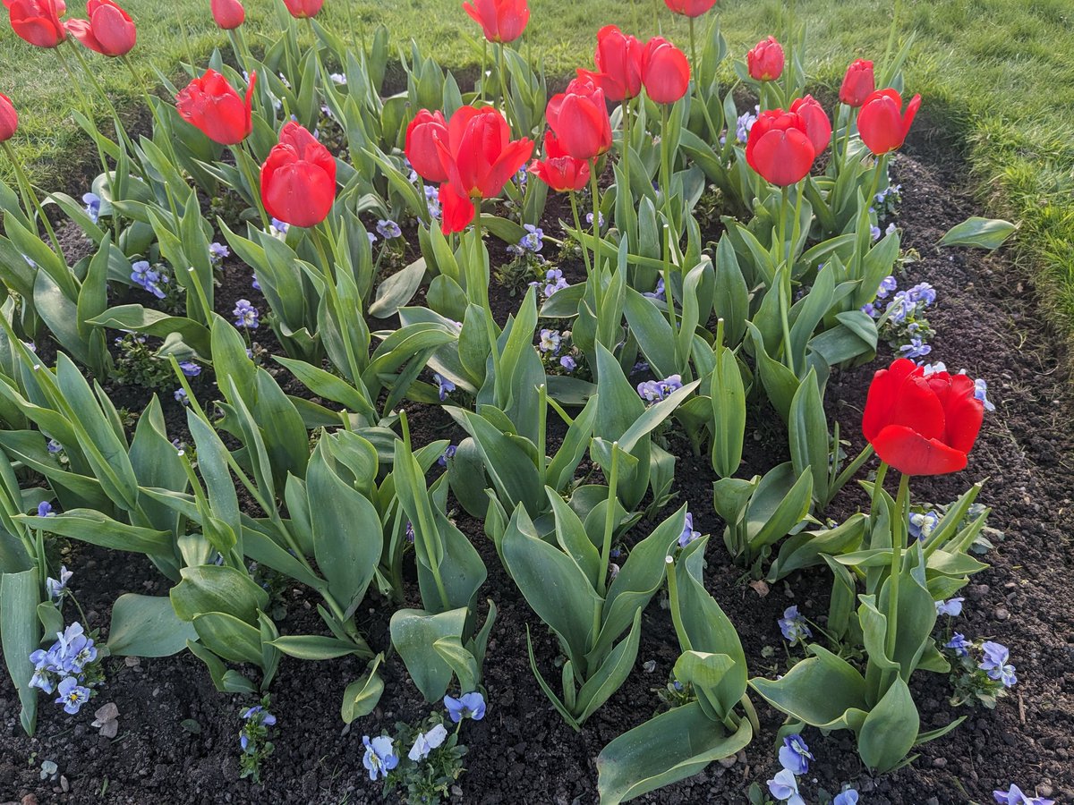 Lou Nicholls tweet media