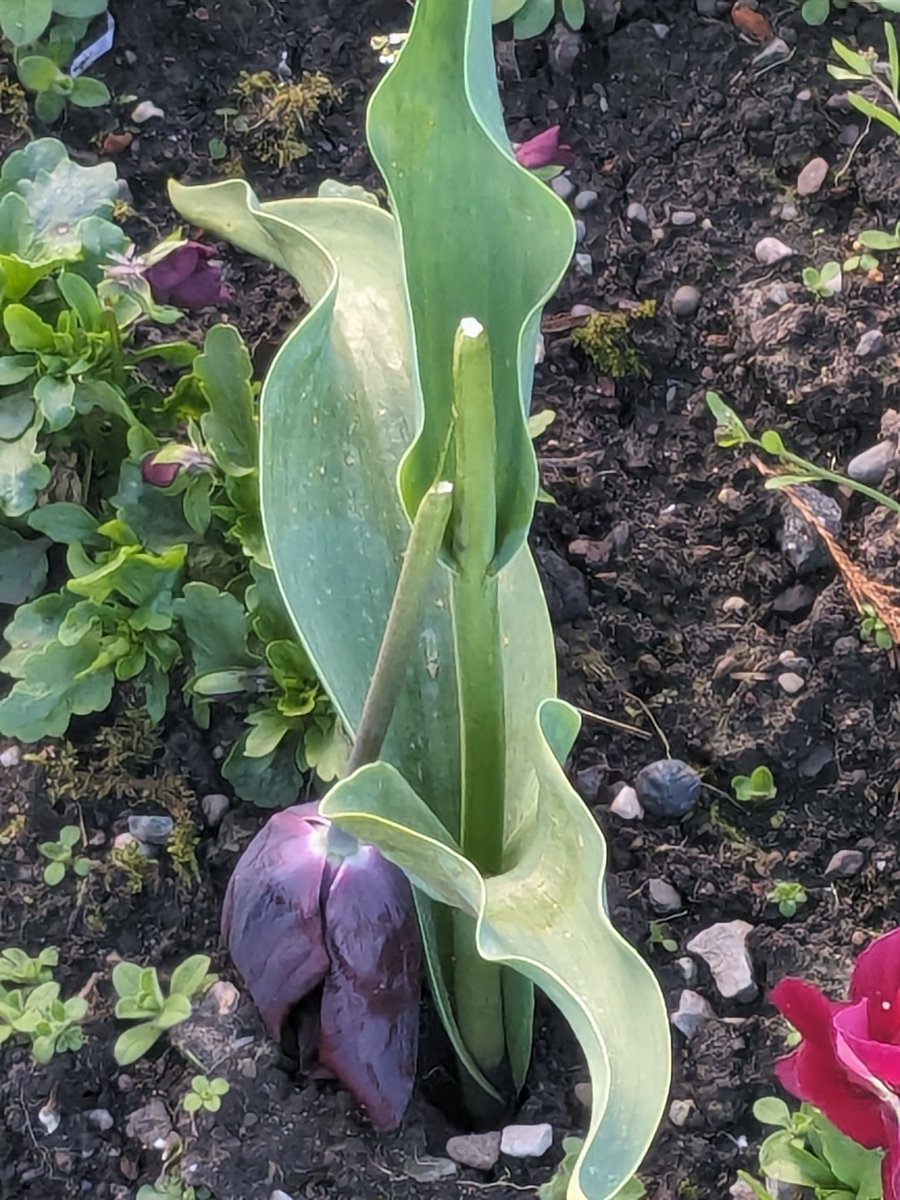 Lou Nicholls tweet media