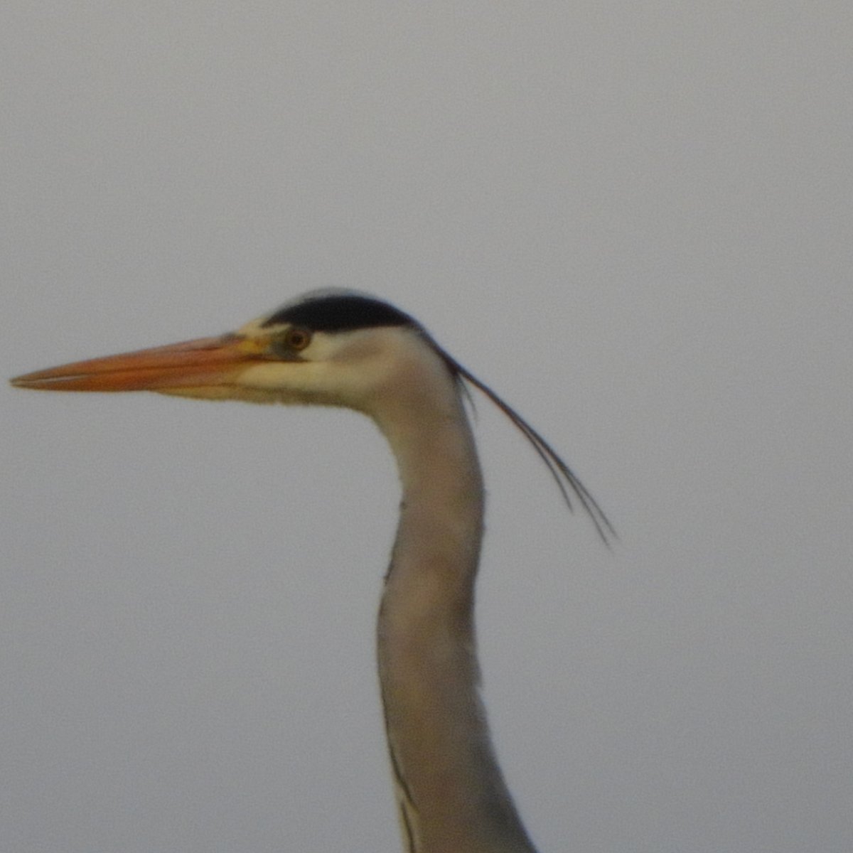 In photo 1, what do you see in the tree beyond the building? This is what I saw. #Heron #Twitterbirds #wildbirds