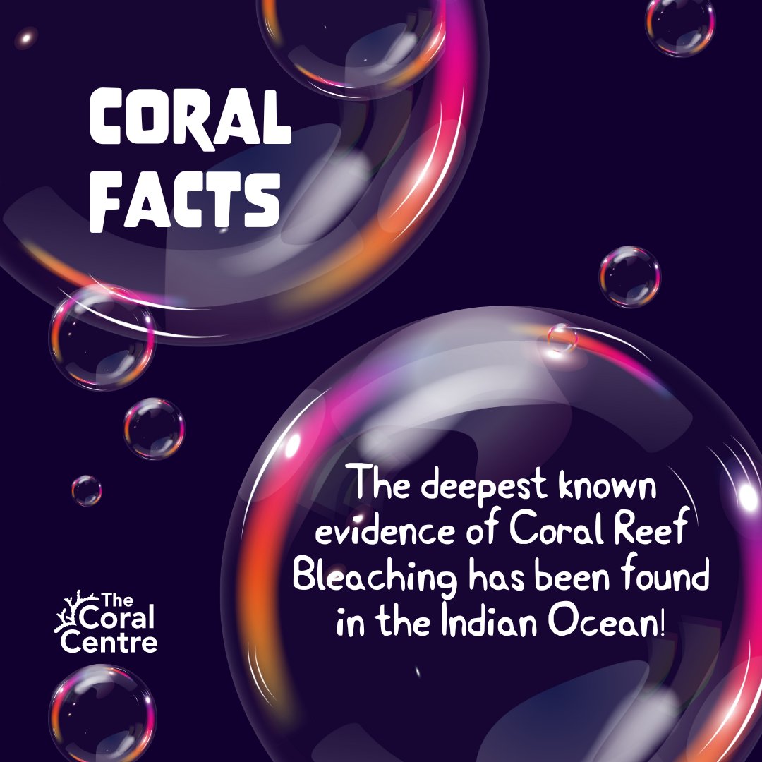 Did you know? 🤔 Coral reefs situated 90m below the surface have been affected by warming sea temperatures. Previously, coral reefs at this depth were considered more resilient to rising sea temperatures but are now experiencing severe damage.