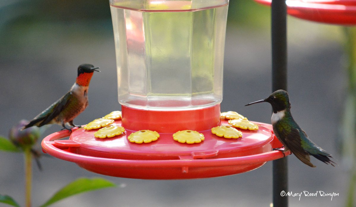 You better get your feeders out!  I've been seeing a couple of #hummingbirds for the last week or so. @WYMT @brobwx @WSAZBrandon @SpencerWeather @Kentuckyweather @cjwxguy56 @JoshFitzWx #ekywx #kywx #sekywx