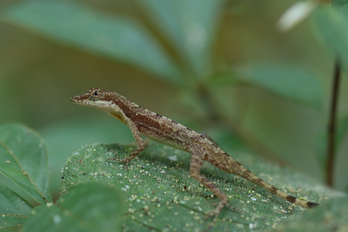 Mike Logan (@evologanlab) on Twitter photo Heat tolerance is plastic in a rainforest anole at both the genetic and phenotypic levels, and this matters when we forecast it's response to climate change. New paper from our work <a href="/stri_panama/">Smithsonian Panama</a> led by Adam Rosso and @coxevolab.
journals.uchicago.edu/doi/10.1086/72… Heat tolerance is plastic in a rainforest anole at both the genetic and phenotypic levels, and this matters when we forecast it's response to climate change. New paper from our work <a href="/stri_panama/">Smithsonian Panama</a> led by Adam Rosso and @coxevolab.
journals.uchicago.edu/doi/10.1086/72…