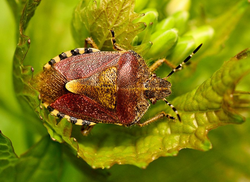 Sloe bug / hairy shieldbug (Dolycoris baccarum) found in the garden today on Garlic Mustard flowers that are just opening. A garden first. #Bugs #Shieldbugs