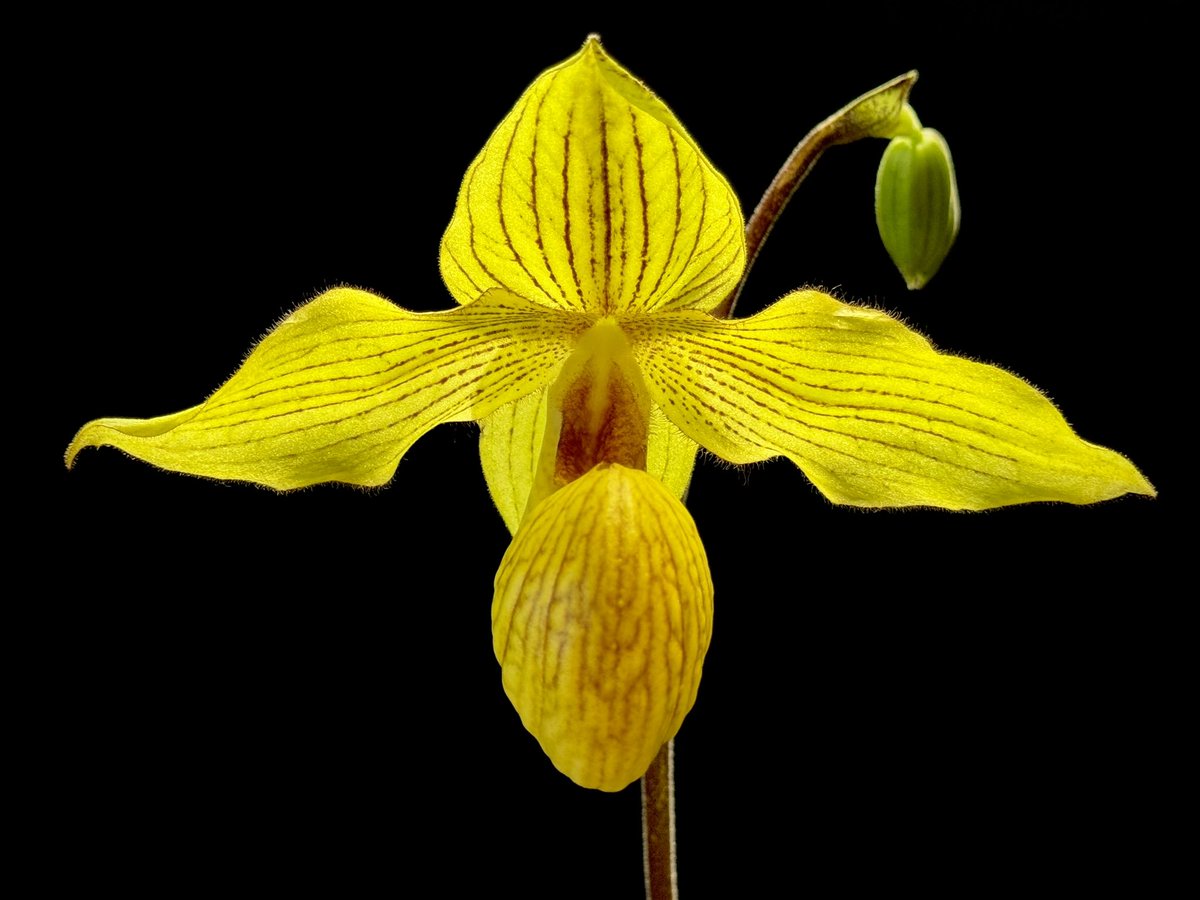 As Paphiopedilum primary hybrids go, I think this is the best of them all. Tell me your favorite hybrids?

Paphiopedilum Dollgoldi ‘Yellow Bird’

🌱sky #orchids #gardening #plants #houseplants #flower 🌴📷