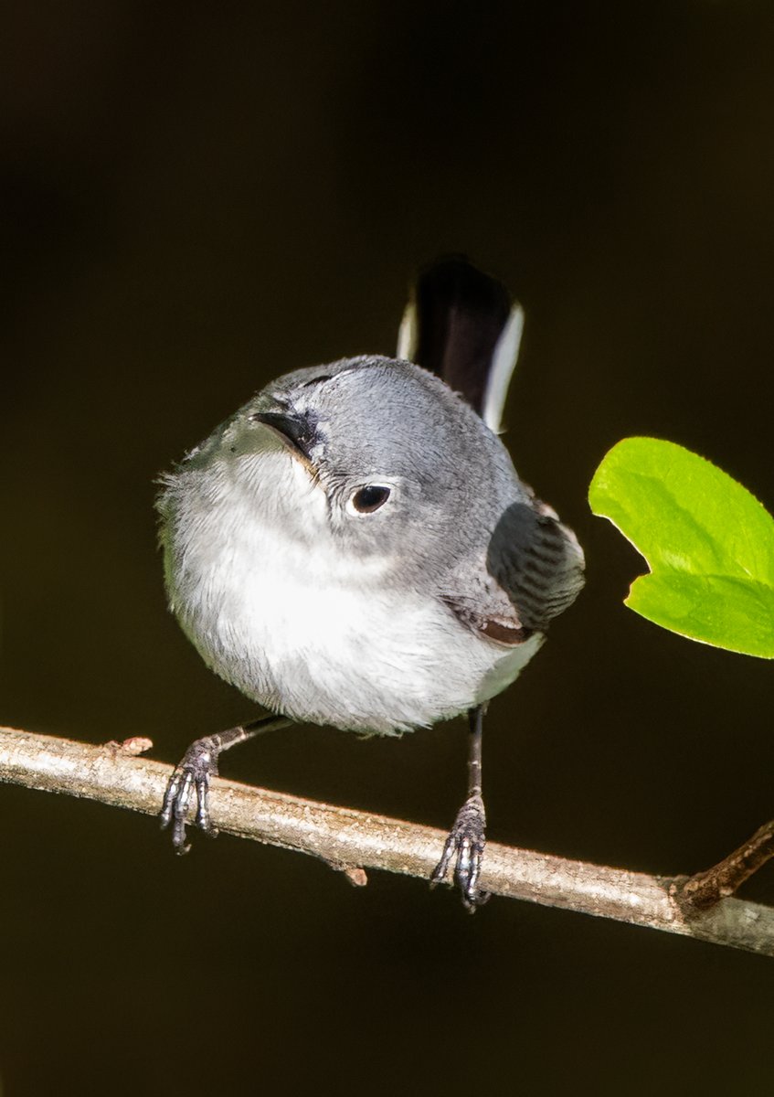 Blue-gray Gnatcatcher, one of my favorite little beauties.