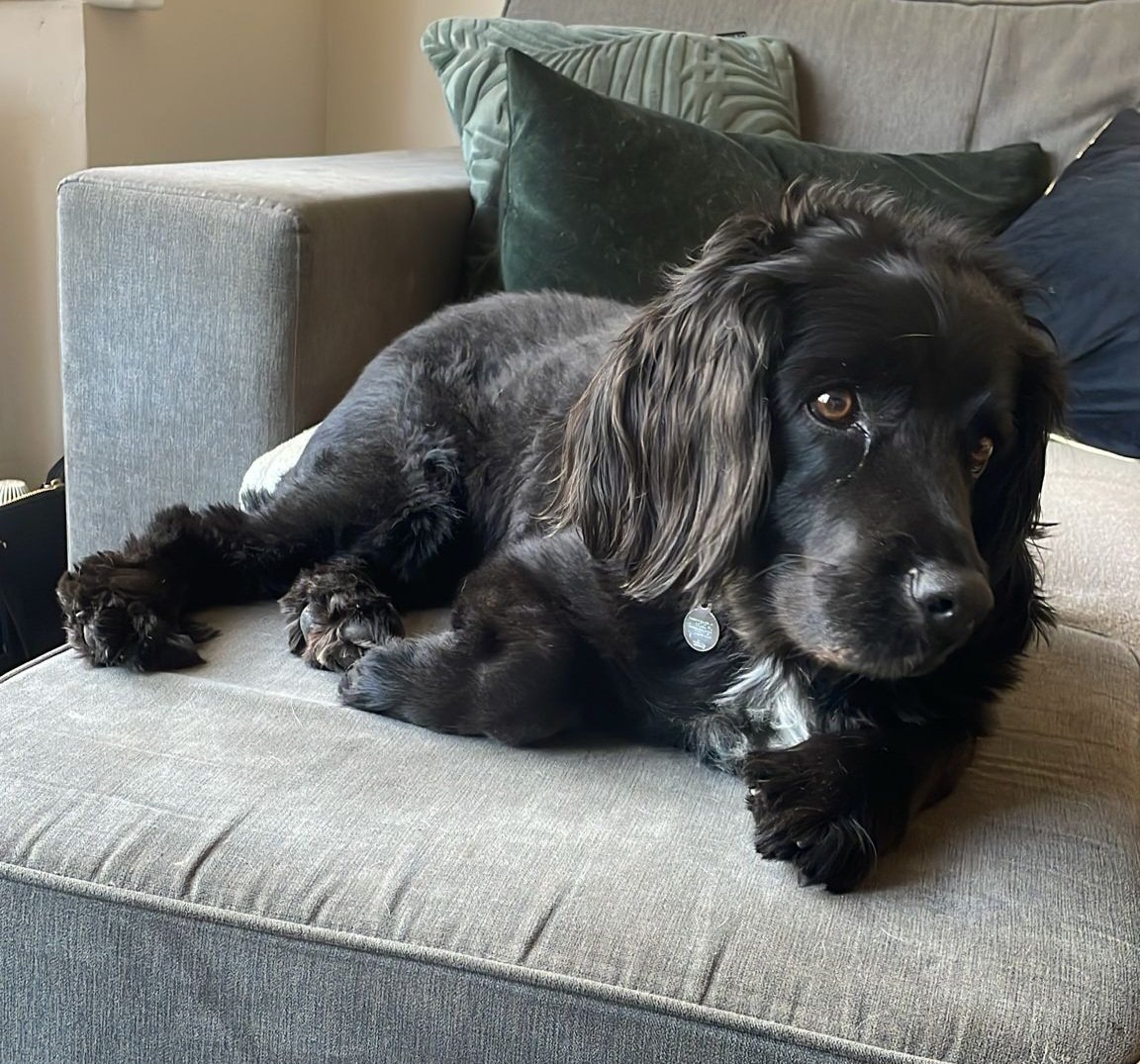 Rescue dog/cat parents, do you all talk to your darlings about their origin story? Lily's previous family were lovely people I'm sure, but their circumstances changed so she came to live with us nearly 7 years ago 🥰 #spanielsofX #rescuedogs