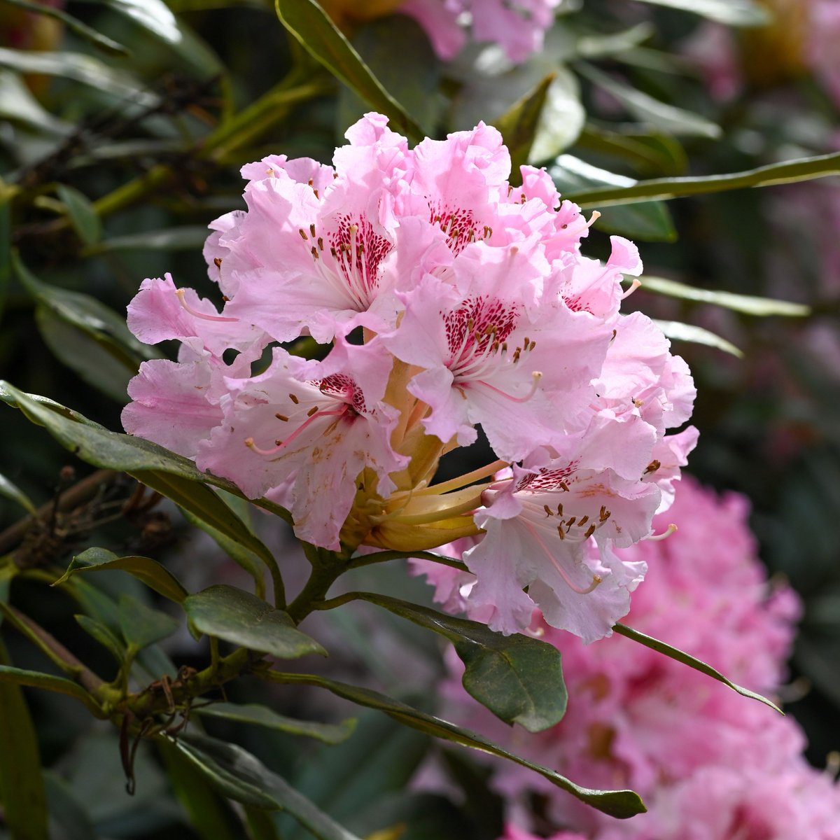 The Pleasure Grounds are bursting with colour as the #rhododendrons begin to bloom. Images: Tammy Herd #ClumberPark