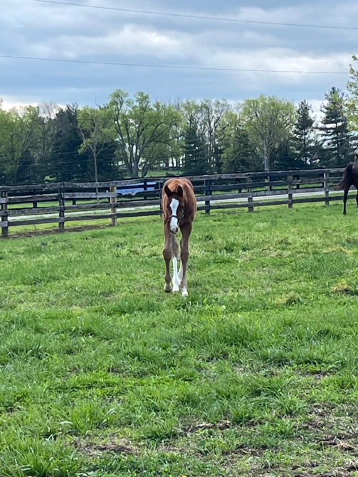 First stop @millridgefarm Oscar was way out in his paddock! 😫 Aloha West was cooperative and oh so gorgeous! The mare and foal - Balance (half to Zenyatta) and her stunning little Oscar foal!