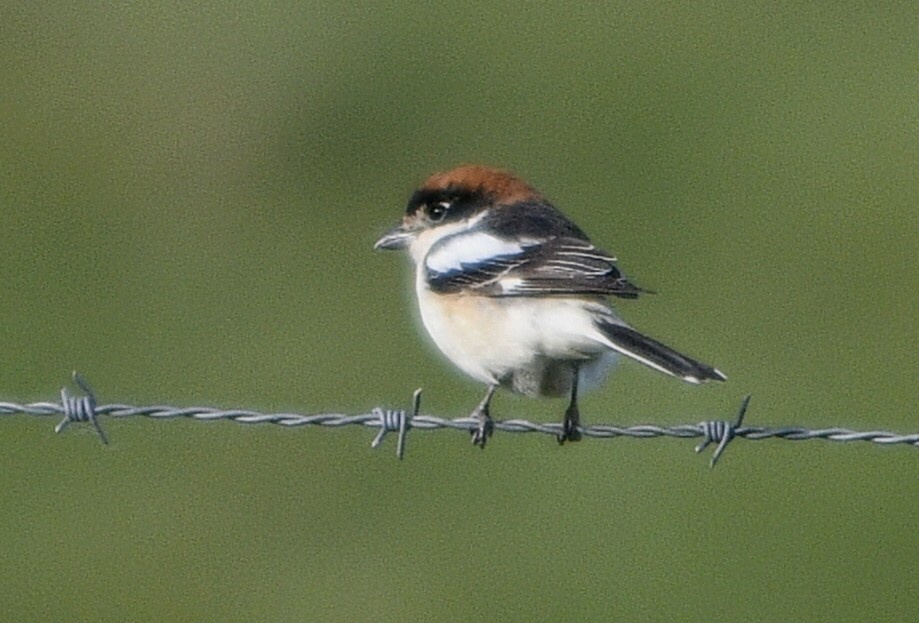 Courtauxbird's tweet photo. https://t.co/7ZRIEm4NlJ