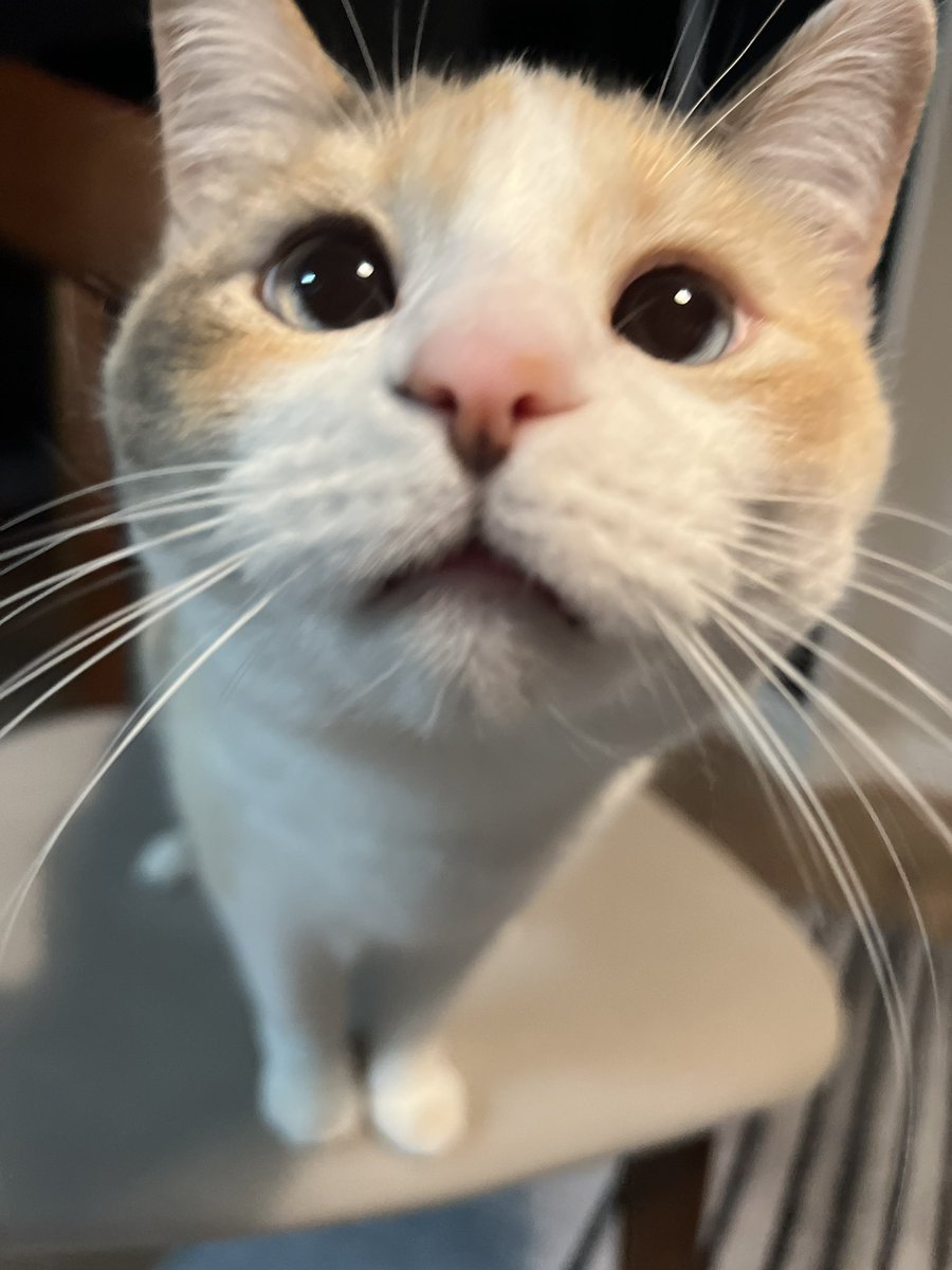 Panko A. Cat’s Mom tweet media