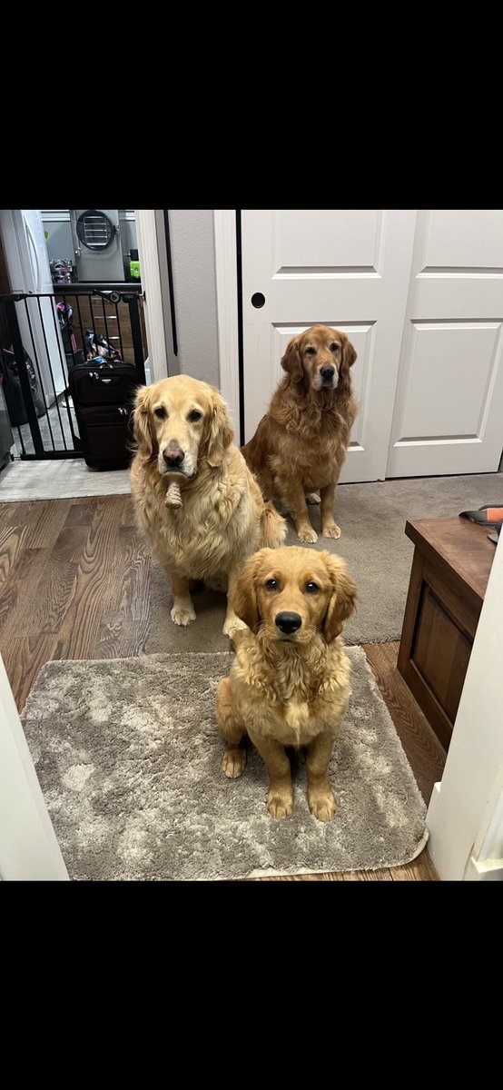 Mom and Dad took off for a few days for some R & R. Our favorite dog sitter Hoo sister Tori❤️❤️❤️came to stay with us. She knows how to get our attention with the anticipation of treats! 🤗🤗🤗