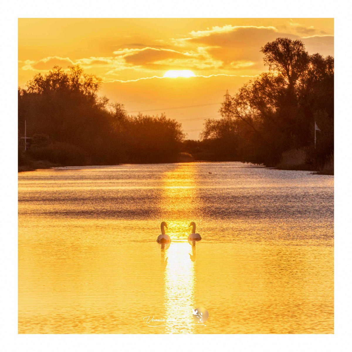 Off into the sunrise we go 🦢🧡🦢
Ely, Cambridgeshire