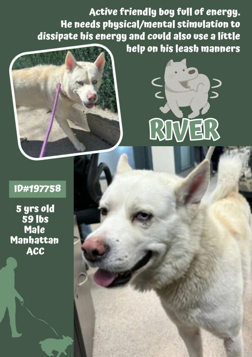 🐕 #Adoptme RIVER 5yrs #Macc Active friendly boy with a ton of energy needs mental and physical stimulation to Burn that energy off 🐾 ❤ Nycacc.app #197758 Dm @CathyPolicky @SuzanneSugar #FostersSaveLives 🐾🐾🐕