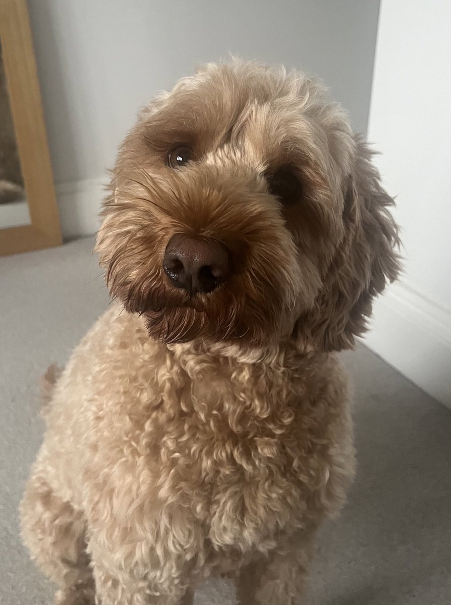 Frank’s wondering if it’s a coincidence that we’ve signed up more new clients than ever since he’s been a full time member @EntyceCreative 🤔 

Definitely not, you’re a natural with people! They just can’t say no to that face 😄🐶 #NewBusiness #AgencyLife #BusyTeam