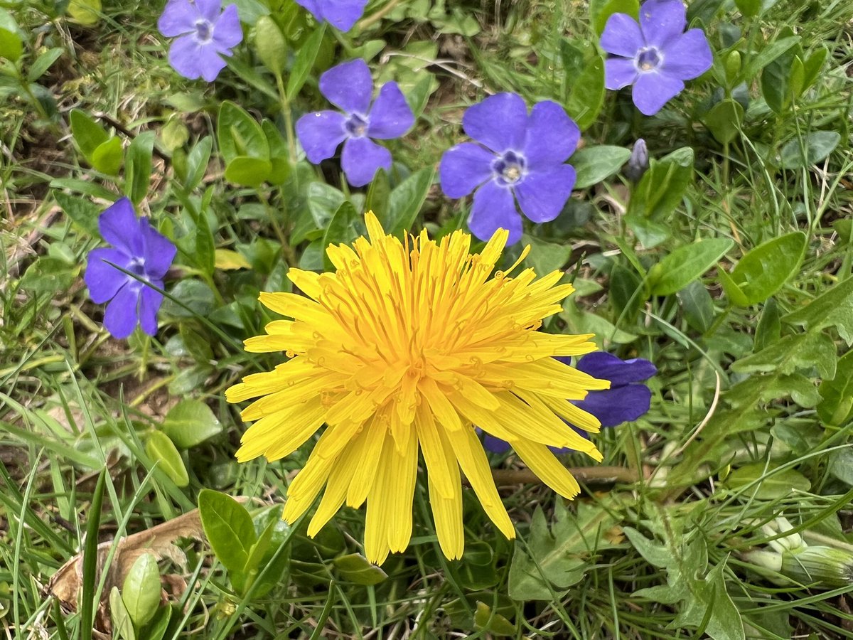 Around here we embrace the dandelions. Seen here with vinca. I love the color combo. #AprilSpringBlooms