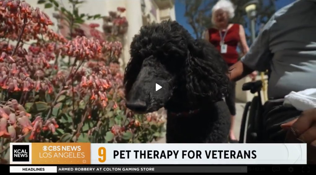 Pet therapy for Veterans brings healing and opens dialogue - Veterans' Voices cbsnews.com/losangeles/vid… via @CBSNews