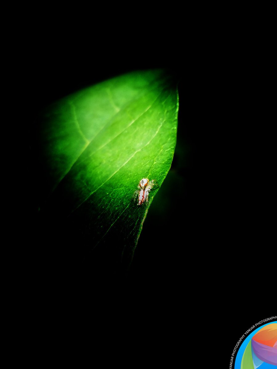 Small spiders on the edges of the leaves.

#photography #photo  #photograph #photooftheday #photographylovers #nature  #natural #naturelover #NaturePhotography #macro #macrophotography #photographyart #NaturePhotograhpy