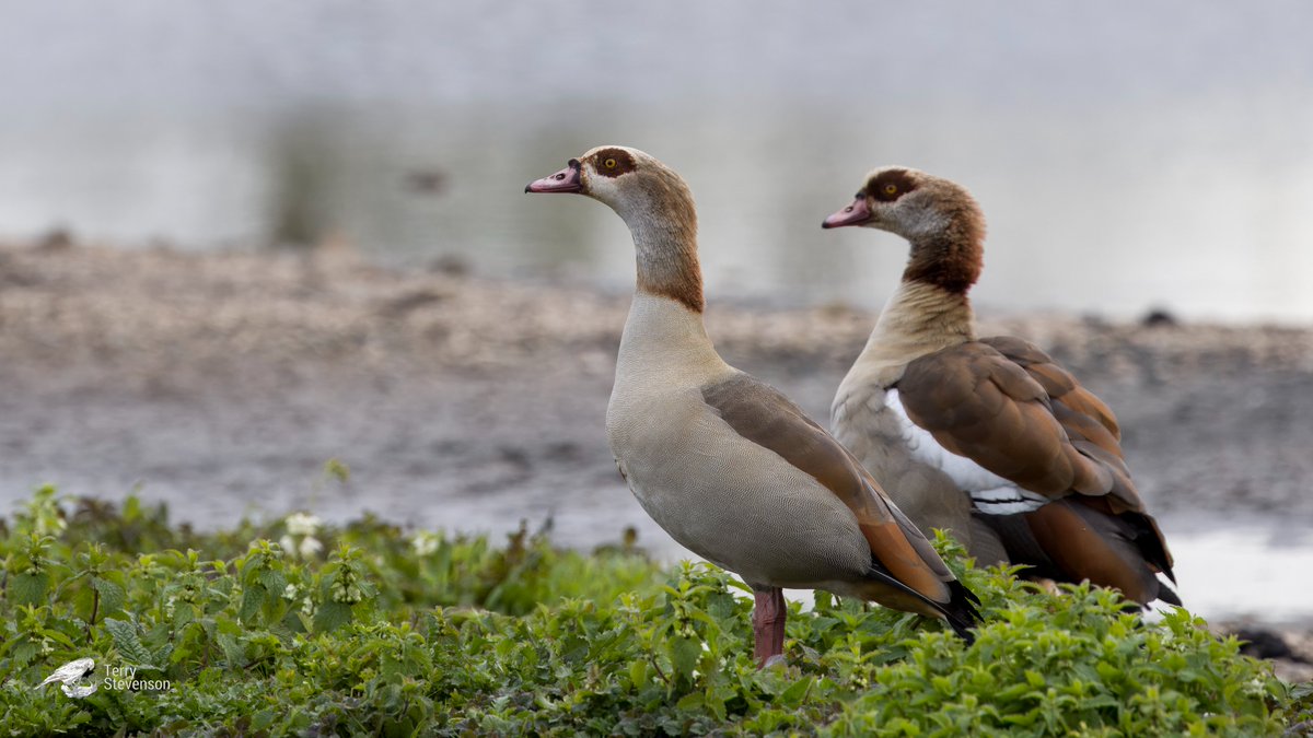 Two #Egyptian_Geese on the South Lake this afternoon @slimbridge_wild @WWTSlimbridge #GlosBirds