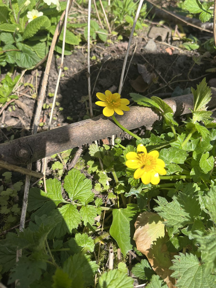 Glorious weather for our yellow flower hunt. P3 @MrBruceCV were amazing at observing season change in Hawkhill Woods today.