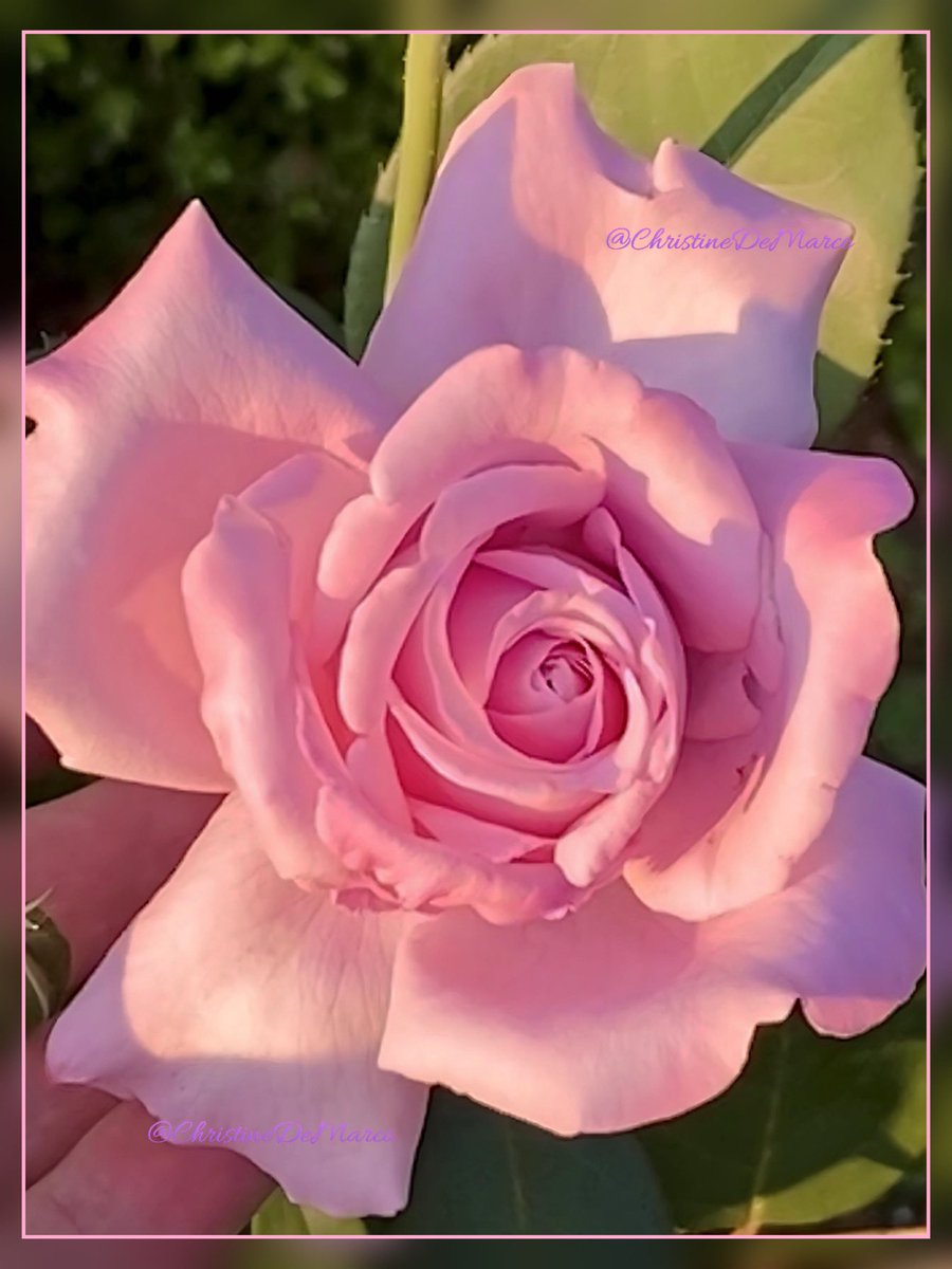 @EvelynS45238640 A belated 🥳 Happy birthday 🎂 Eve 🎈@EvelynS45238640 I’m just seeing this lovely tweet now. How beautiful your #TuesdayBlue collage is. This is Blue Girl Rose (in pink) from Weeks Roses for you to mark your special occasion. Happy birthday month, Also Happy #RoseWednesday 🌹💕🥰