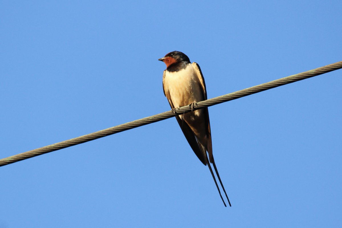 One #swallow may not make a summer but the arrival of the first swallow at #WilderDoddington certainly made our day! 👁️ Look out for swallows performing great aerial acrobatics as they catch insect prey on the wing. #WildlifeWednesday #WilderWednesday
