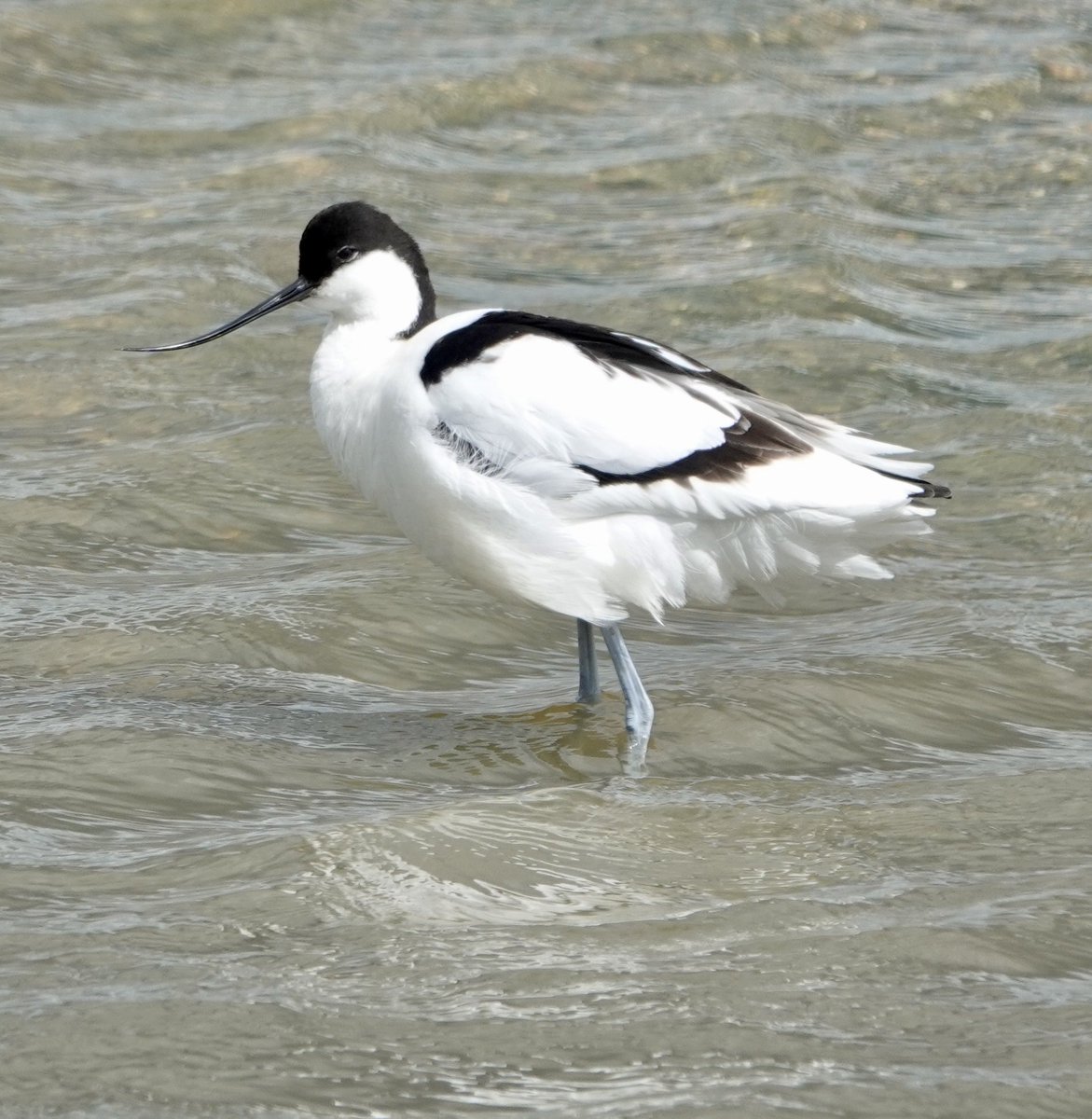 Trip to @titchfieldhaven today whilst my mum with her Art Group
Brent Goose, Turnstone, Shelduck, Avocet