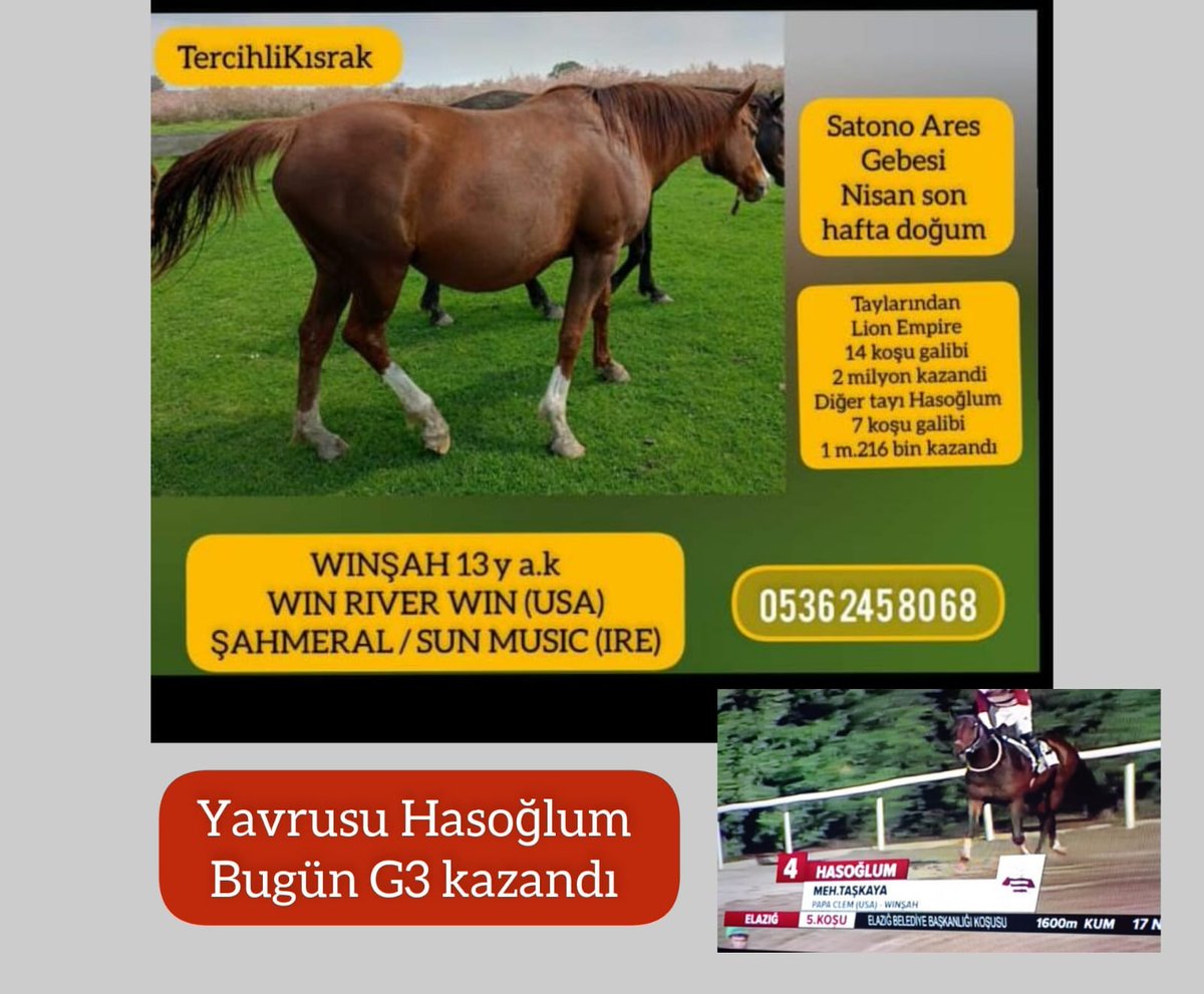 Yavrusu #Hasoğlum bugün Grup 3 kazandı ve kazancı 1 buçuk milyonu geçti,diger yavrusu #LionEmpire 2 milyon kazançlı #TercihliKisrak Winşah'a #varmitalip #İdmanda #KoşanAtlar  #GebeKısraklar #İngilizTaylar #Yearling #Stallion #SatilikAtlar 05362458068 
@MetinMfg @s_e_r_c_a_n_A