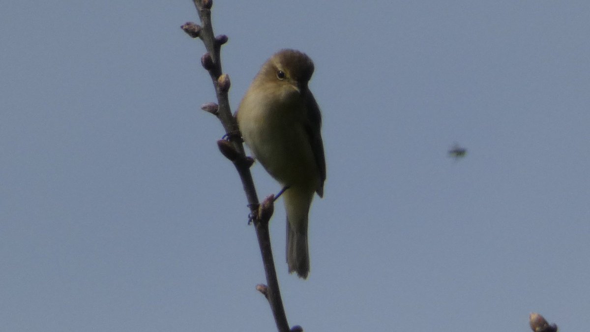 Kestrel, Whitethroat and Chiffchaff on Wanstead Flats in East London last Sunday @WansteadBirding @Natures_Voice @WildLondon @SaveLeaMarshes @Britnatureguide #BirdsSeenIn2024