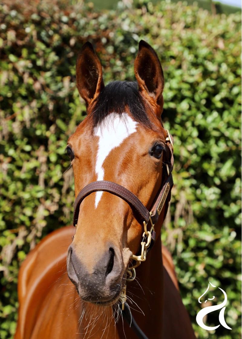 Wow, what an incredible 24 hours for @katiewalsh9 Greenhills Farm & team as their Havana Grey filly brings 525,000gns from @StroudColeman at @Tattersalls1766 Craven @BrzUps 🙌🏼 That’s joint top lots for over a million guineas, from just two offerings- what an achievement 👏🏼