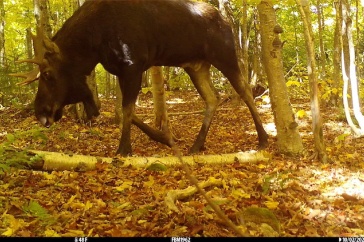 Check out this press release related to one of our recent articles, which used crowdsourced recordings to study moose calls! unh.edu/unhtoday/news/… @UNHNews @ProfLKloepper Image: Remington Moll/UNH