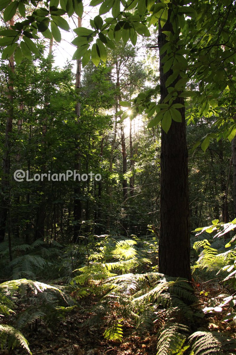 #foret #forest #vert #green #nature #soleil #sun #photo #photographie #photography #appareilphoto #camera #reflex #dslr #sansretouche #pasderetouche #noretouching #nopostproduction