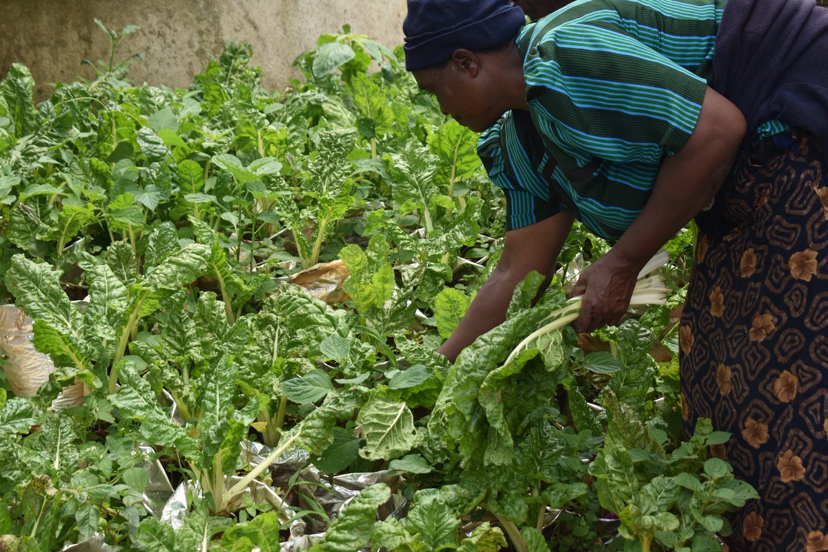 Grow Green, Grow Organic! 🌱✨ Embrace the power of nature with our organic fertilizer from the Organic Agriculture Center of Kenya; KEBS Certified SM#53074 Place your orders through David 0725135150 Cultivate your dreams organically! #OrganicFarming #agroecology 🌿🌍