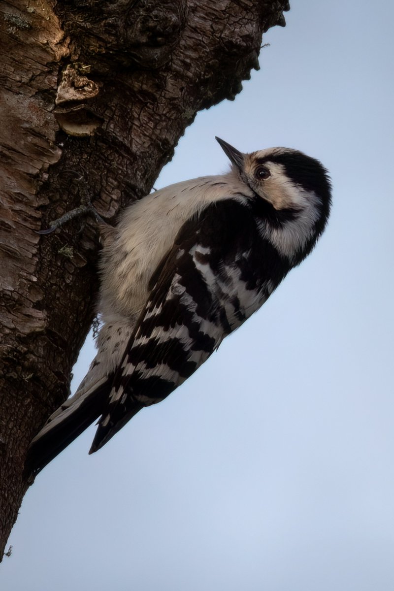 The diminutive female Lesser Spotted Woodpecker, about the size of a sparrow, is now a red list species having declined significantly and very rapidly since around 1980. Here the female scales a tree in Devon.