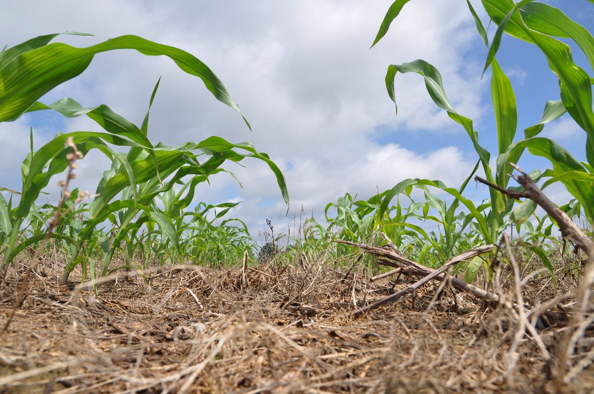 American farmers are looking for sustainable ways to produce high yields year after year. The solution? Build #soilhealth. bit.ly/3qqrsdY