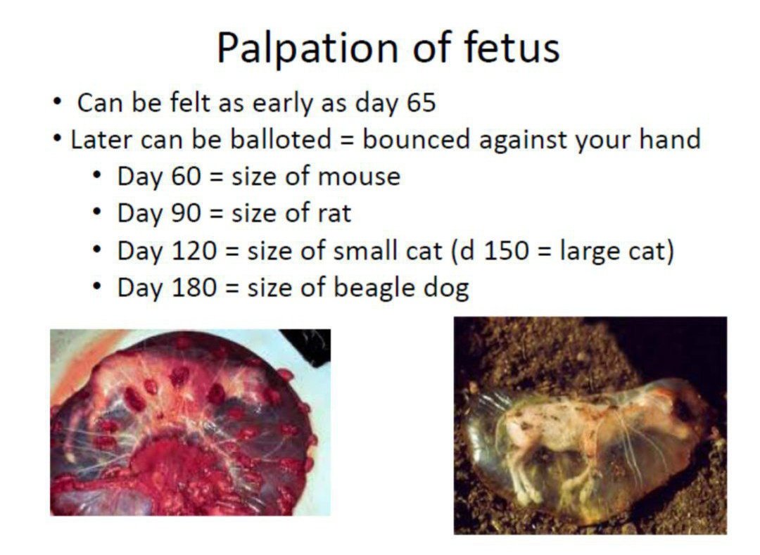 💥 Palpation of fetus 🐄 #vetmed