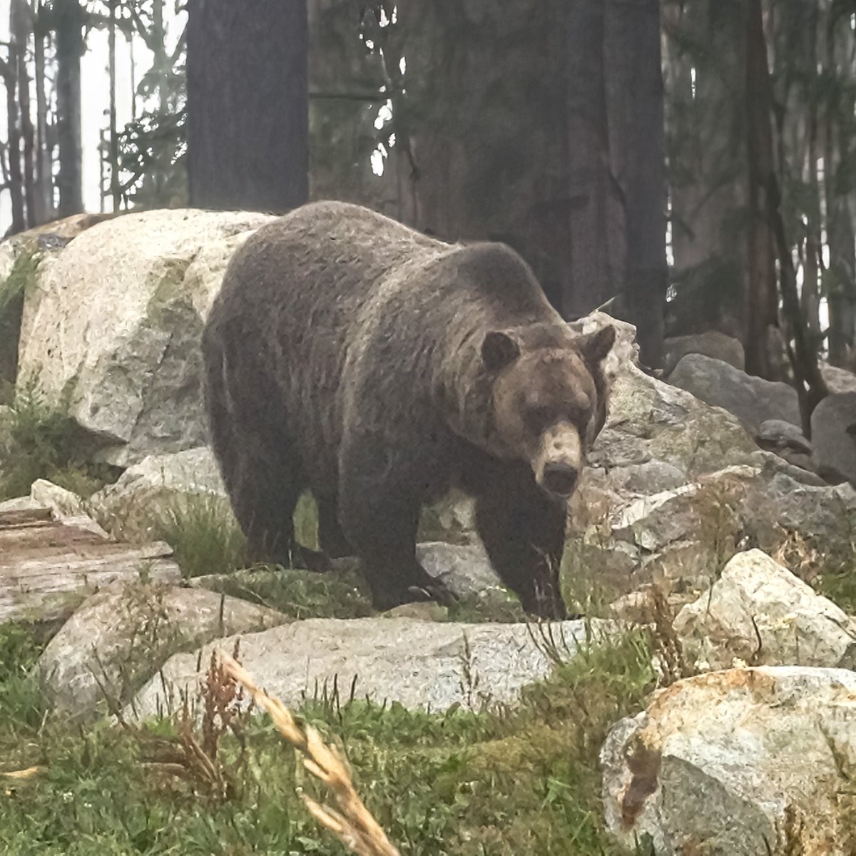 Time to wake up. 🐻
#WildlifeWednesday #NaturePhotography #grizzlybear #exploreBC #helloBC